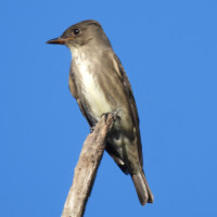 Olive-sided Flycatcher